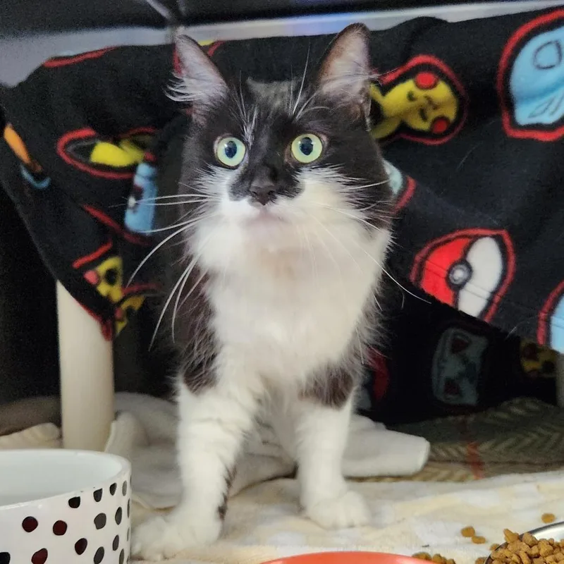 An adult medium-sized female Black Domestic Medium Hair cat named Tokyo for adoption in Grand Rapids, MI