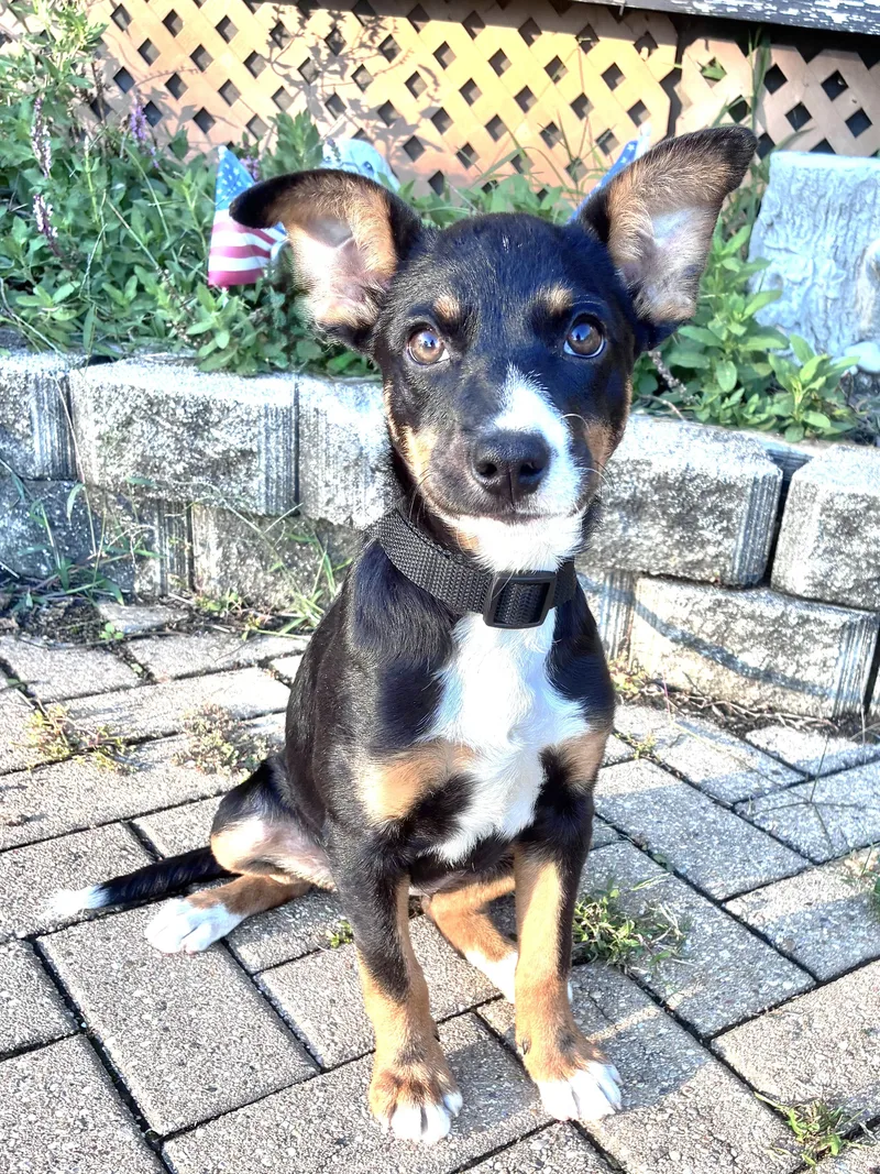 A baby medium-sized female Terrier dog named Neena for adoption in West Chicago, IL