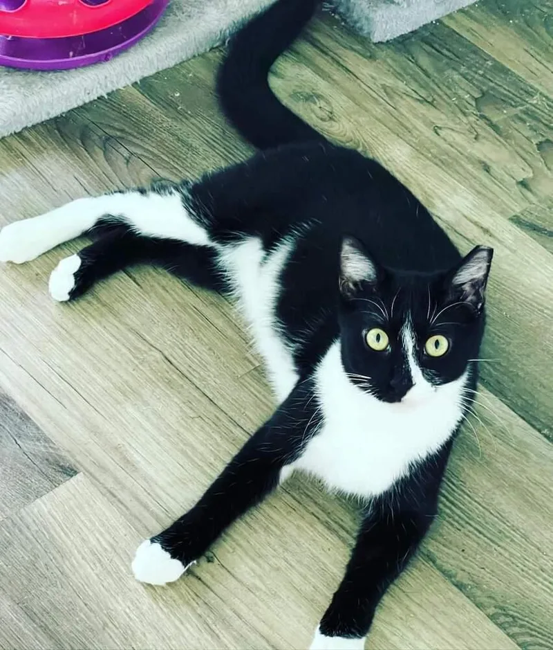 Sethborn Early thumbnail 3