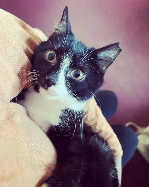 Sethborn Early thumbnail 4