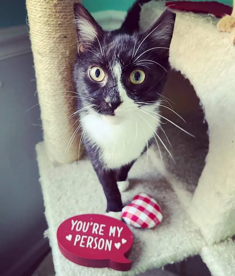 Sethborn Early thumbnail 5