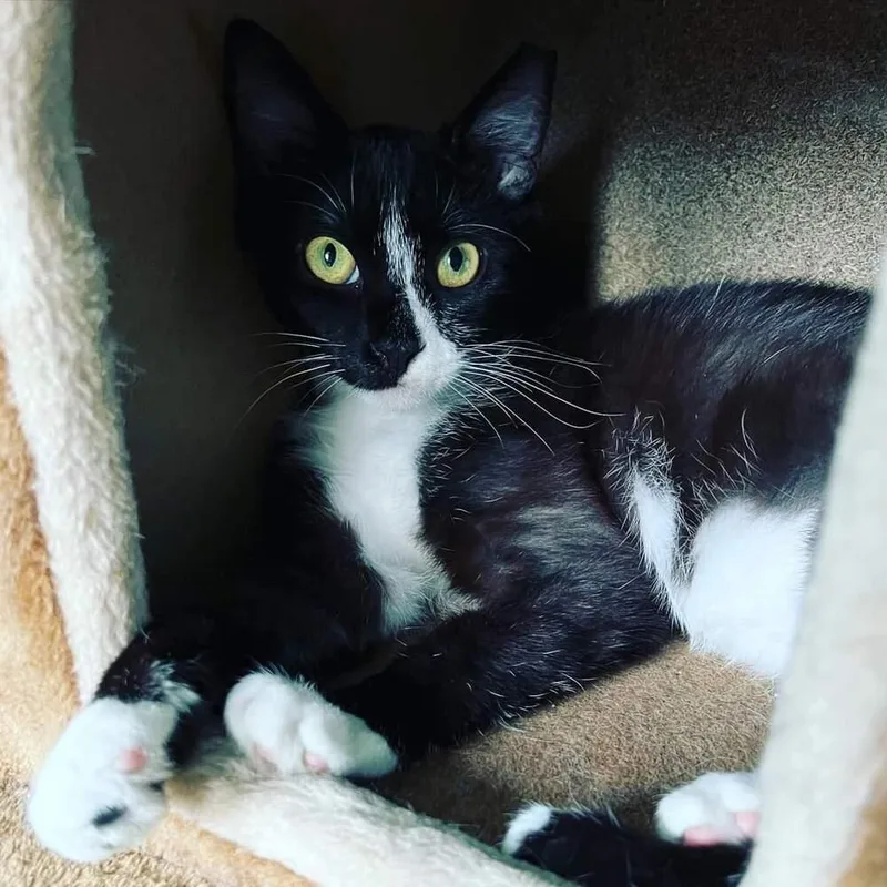 Sethborn Early thumbnail 6