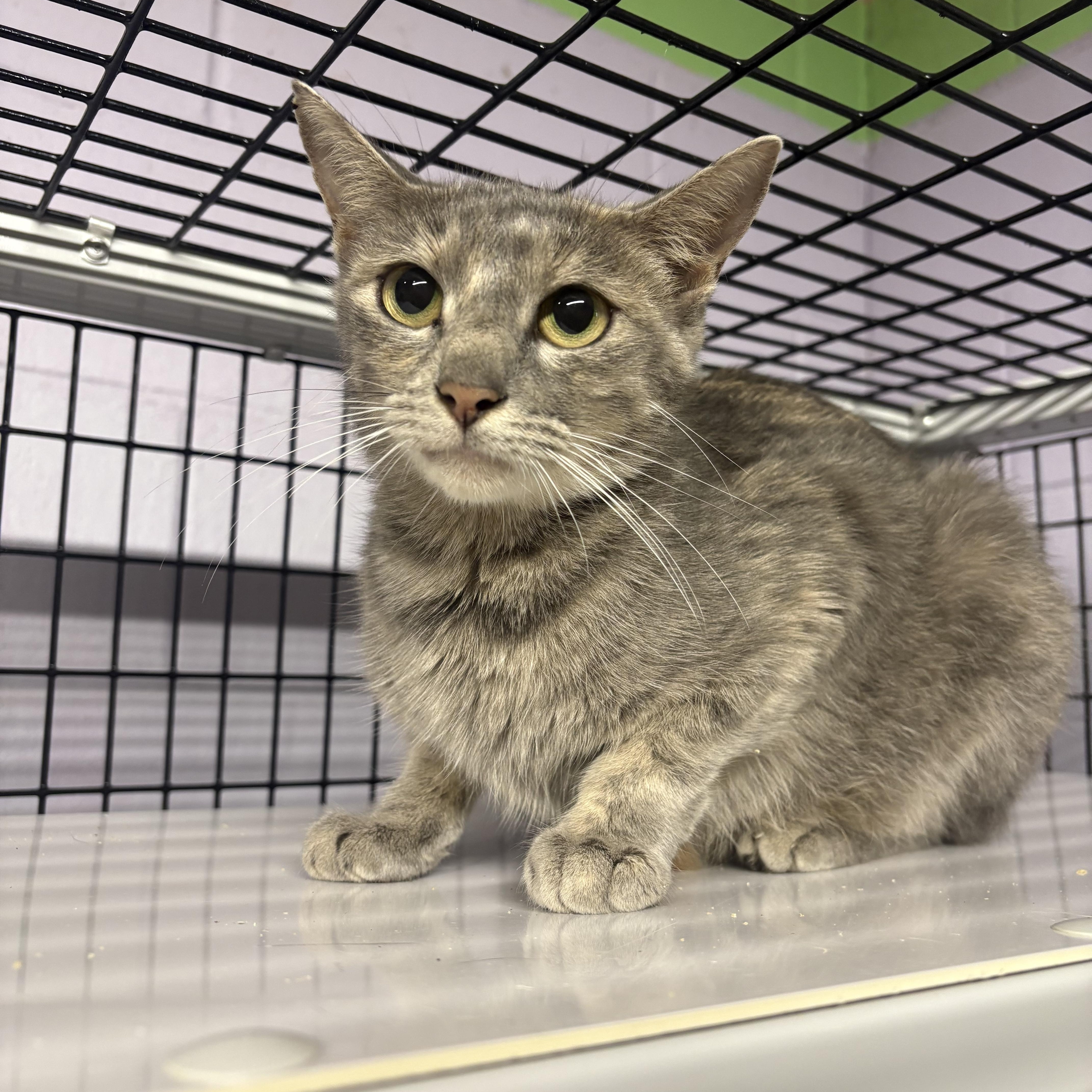 An adult medium-sized female Calico Domestic Short Hair cat named Lady for adoption in Monticello, GA