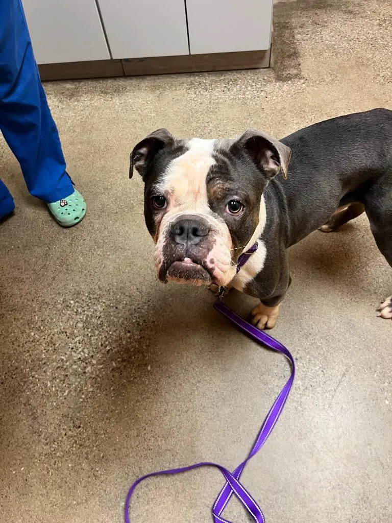 A baby medium-sized male English Bulldog dog named Brutus for adoption in Valparaiso, IN