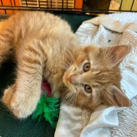 A baby small-sized male Orange / Red Domestic Short Hair cat named Gilbert for adoption in South Elgin, IL