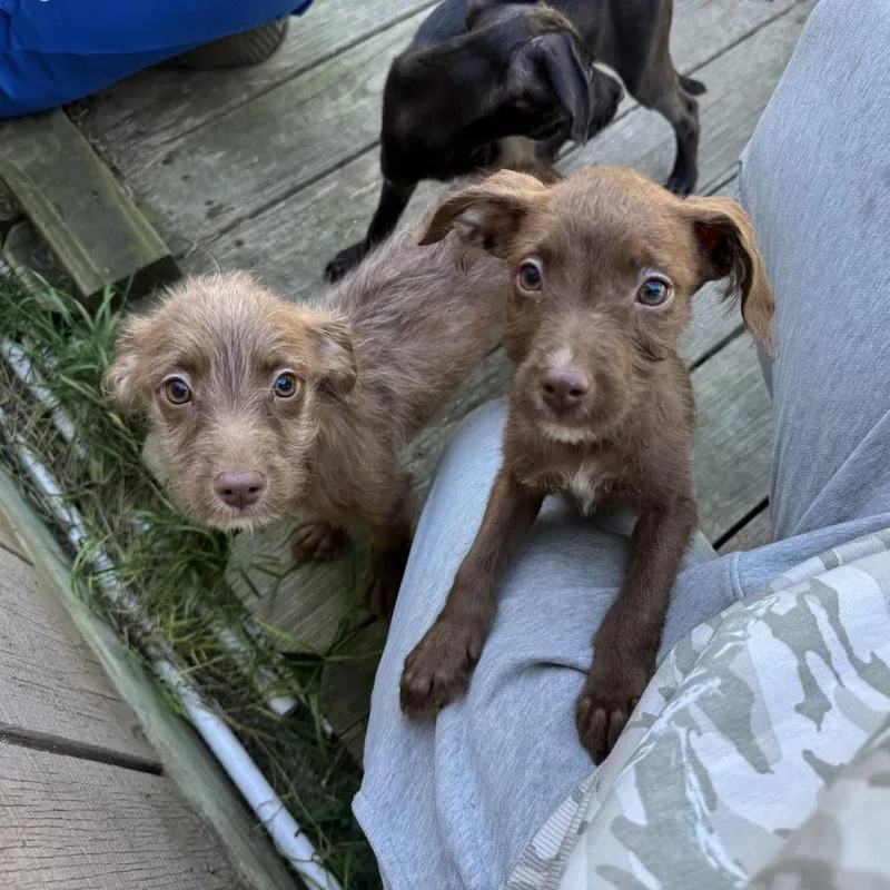 A baby medium-sized female Poodle dog named Hex for adoption in China Township, MI