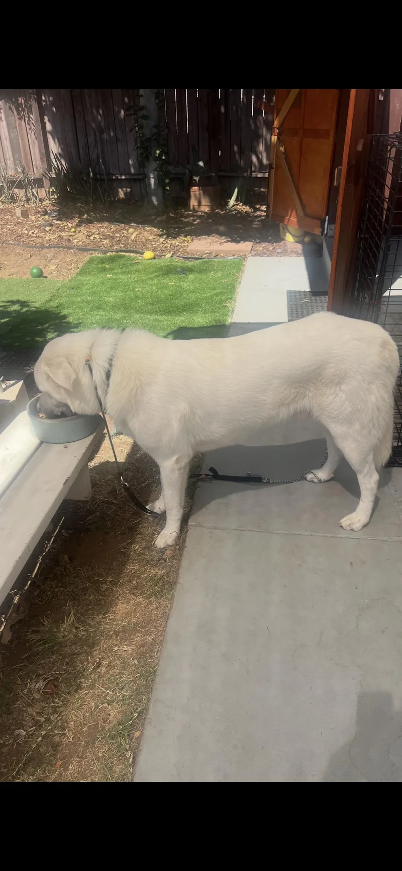 A young large-sized male Great Pyrenees dog named Great Pyrenees Boy for adoption in El Cajon, CA
