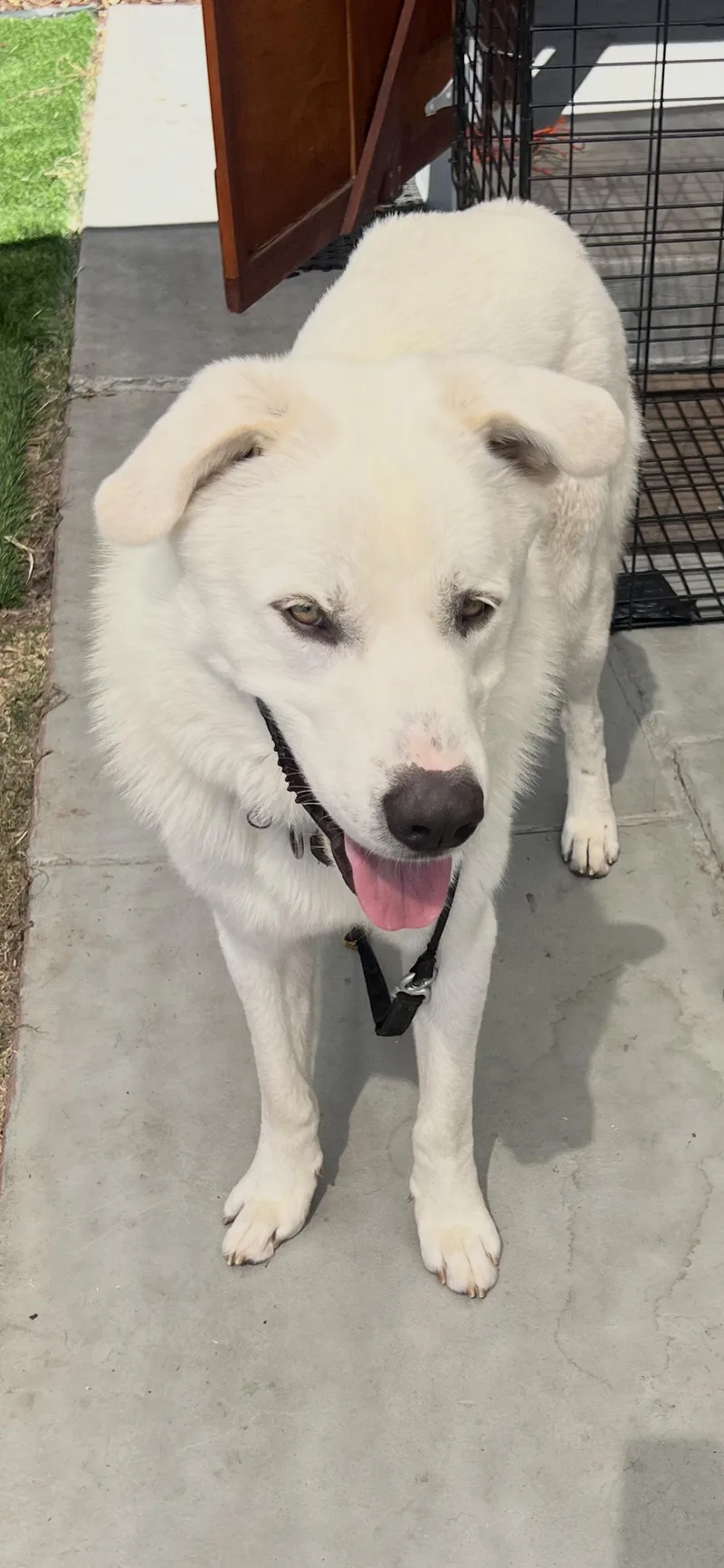 Great Pyrenees Boy thumbnail 2
