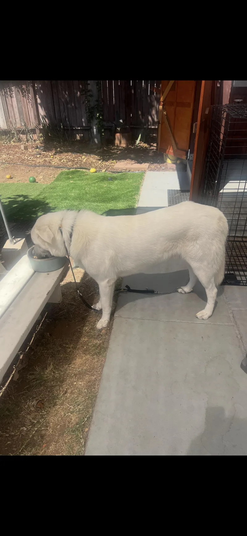 Great Pyrenees Boy thumbnail 3
