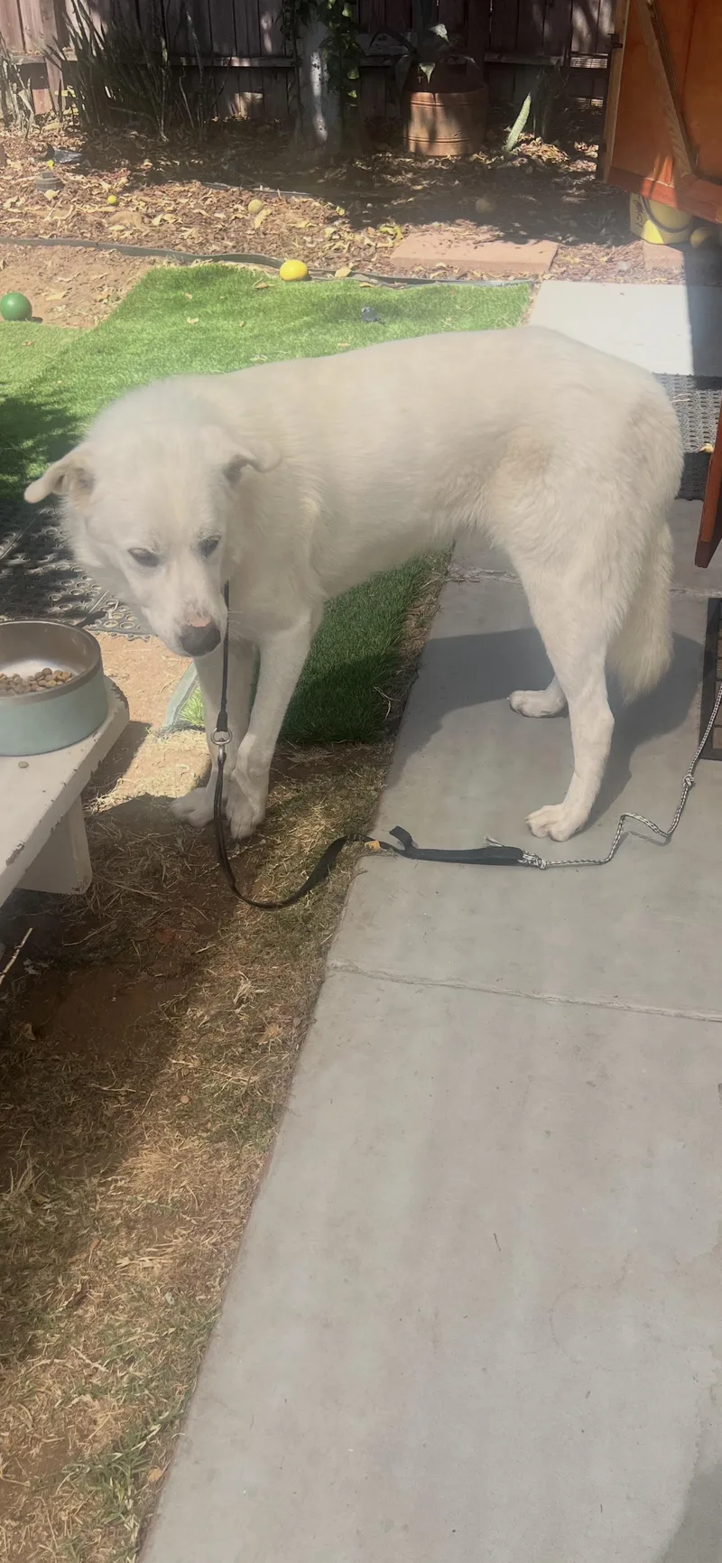 Great Pyrenees Boy thumbnail 4