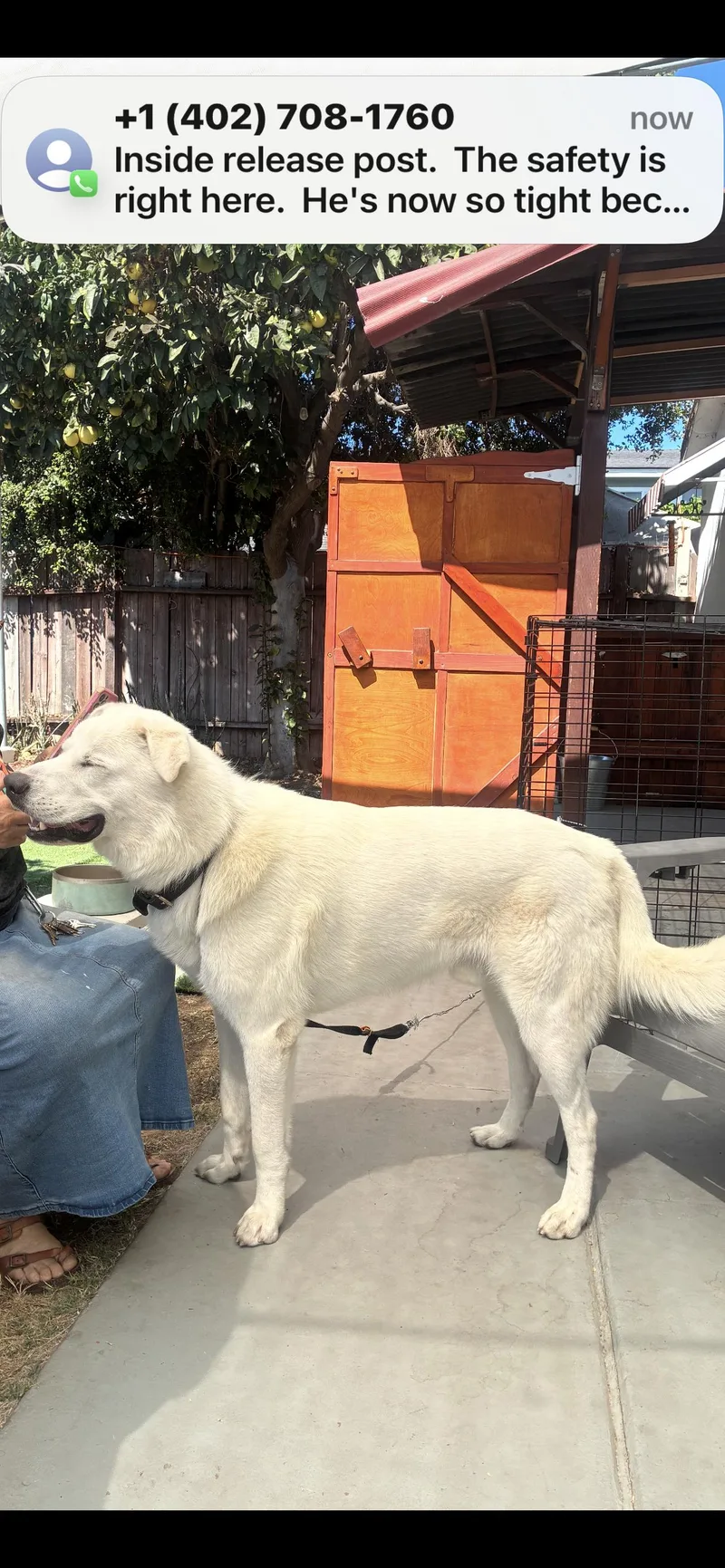 Great Pyrenees Boy thumbnail 5