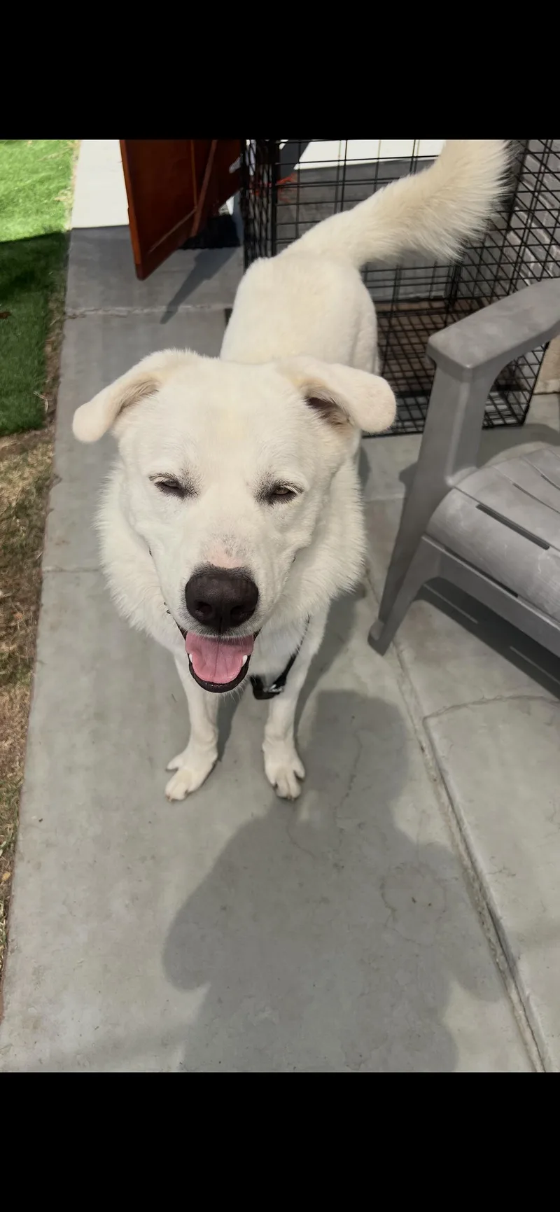 Great Pyrenees Boy thumbnail 6