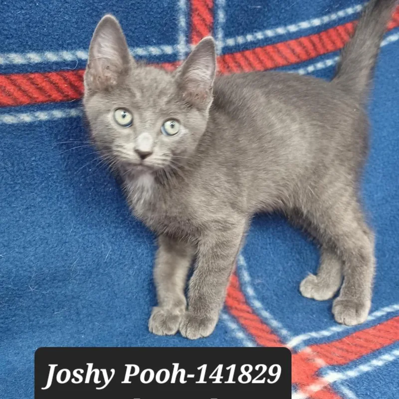 Joshy Pooh