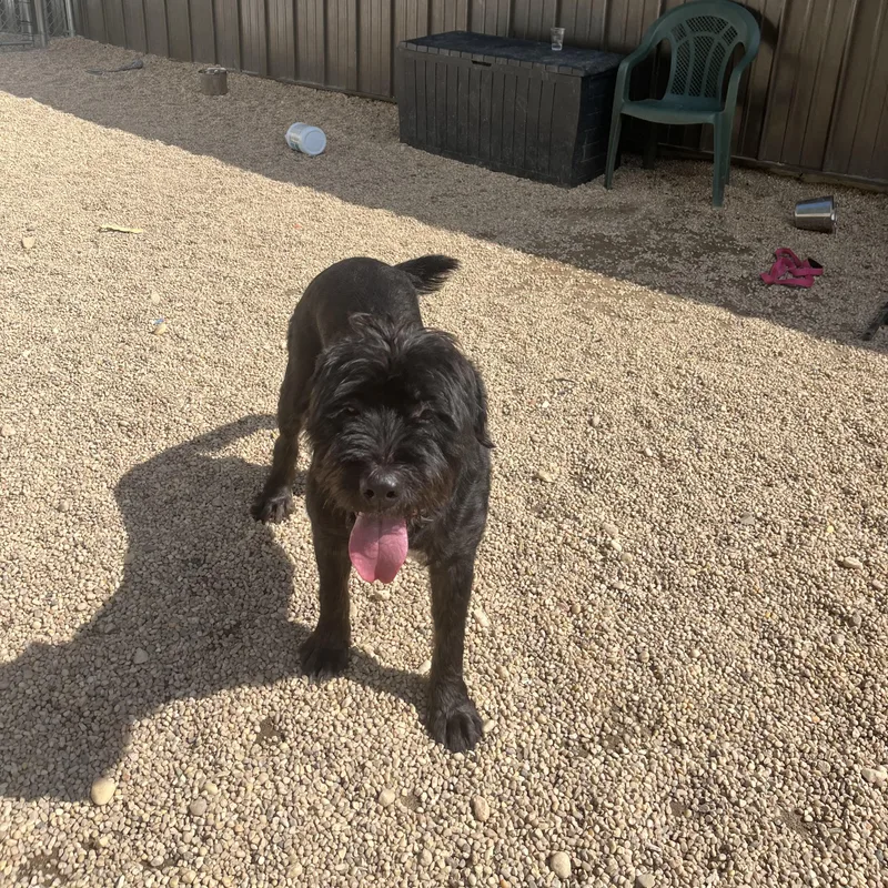 An adult medium-sized female Black Standard Poodle dog named Rosealeigh for adoption in Southold, NY