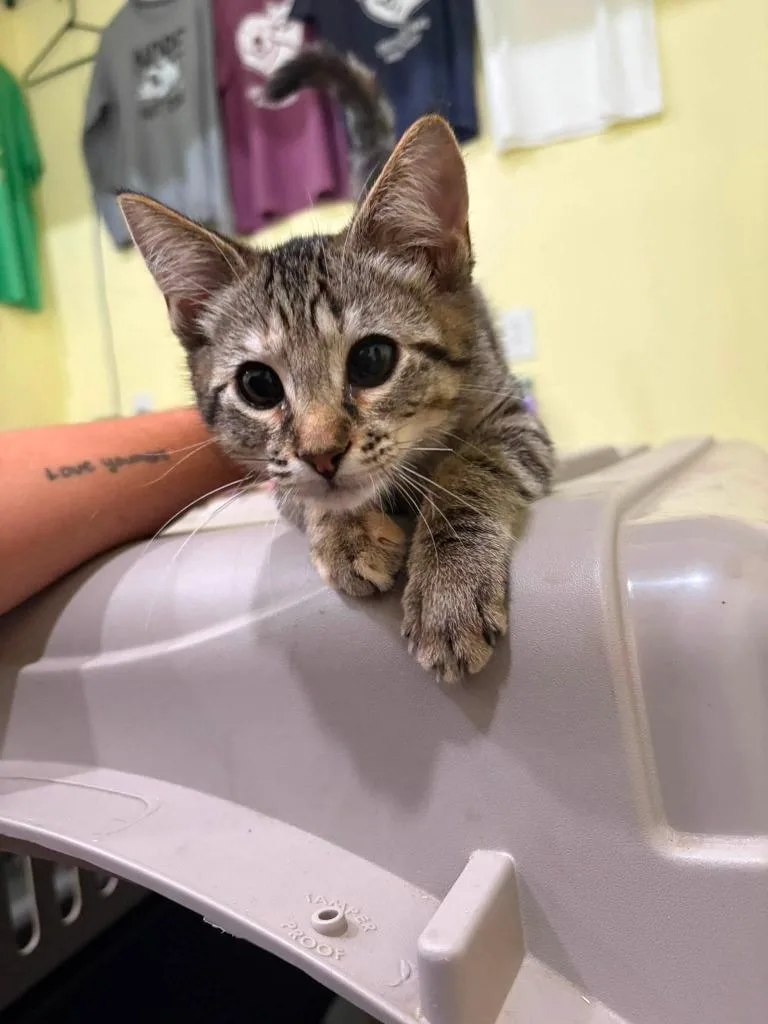 A baby medium-sized male Domestic Short Hair cat named Spider woman for adoption in Russellville, KY