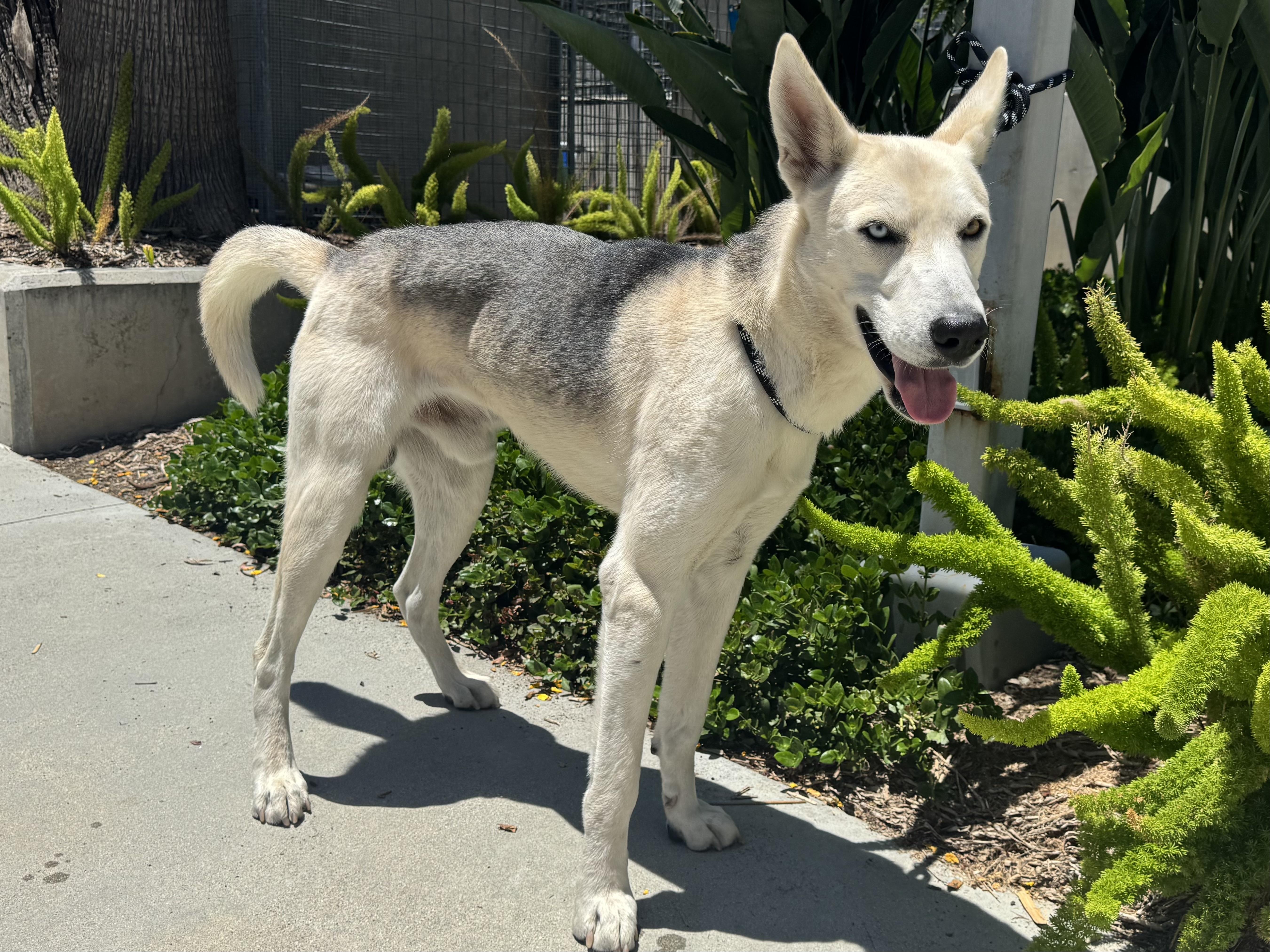 A young large-sized male German Shepherd Dog dog named Blue for adoption in San Pedro, CA