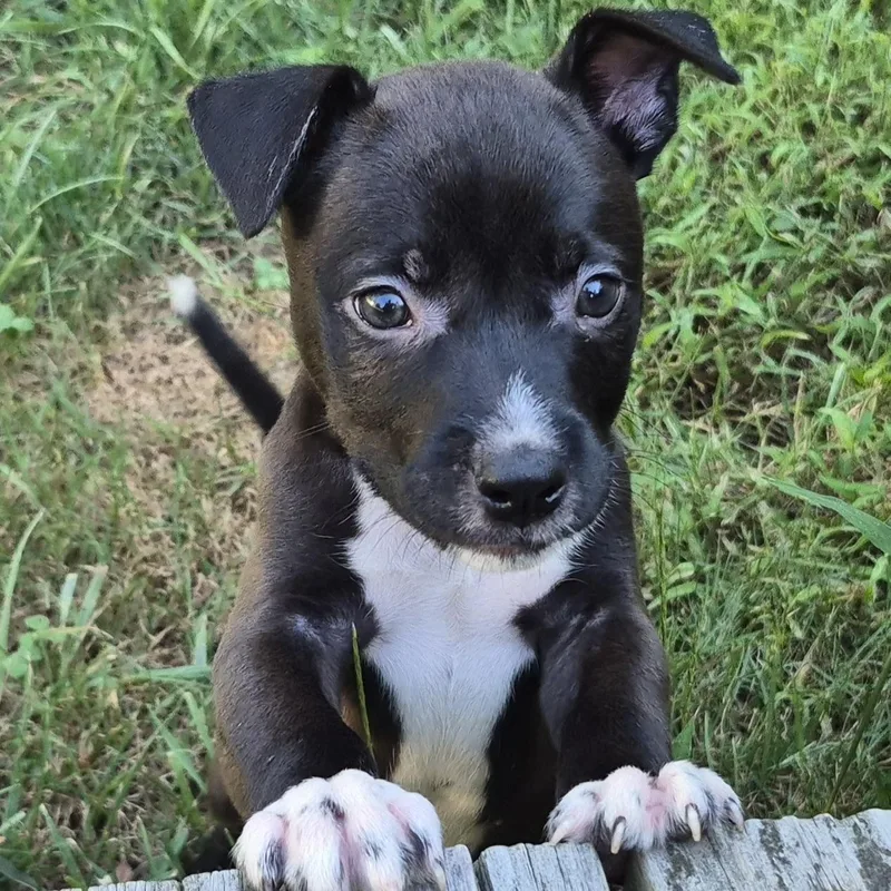 A baby medium-sized male Terrier dog named Auggie for adoption in Ellicott City, MD