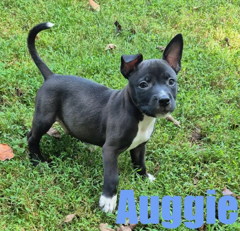Auggie thumbnail 2