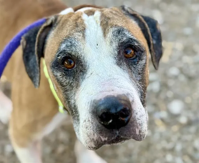 Ruff Rider thumbnail 2