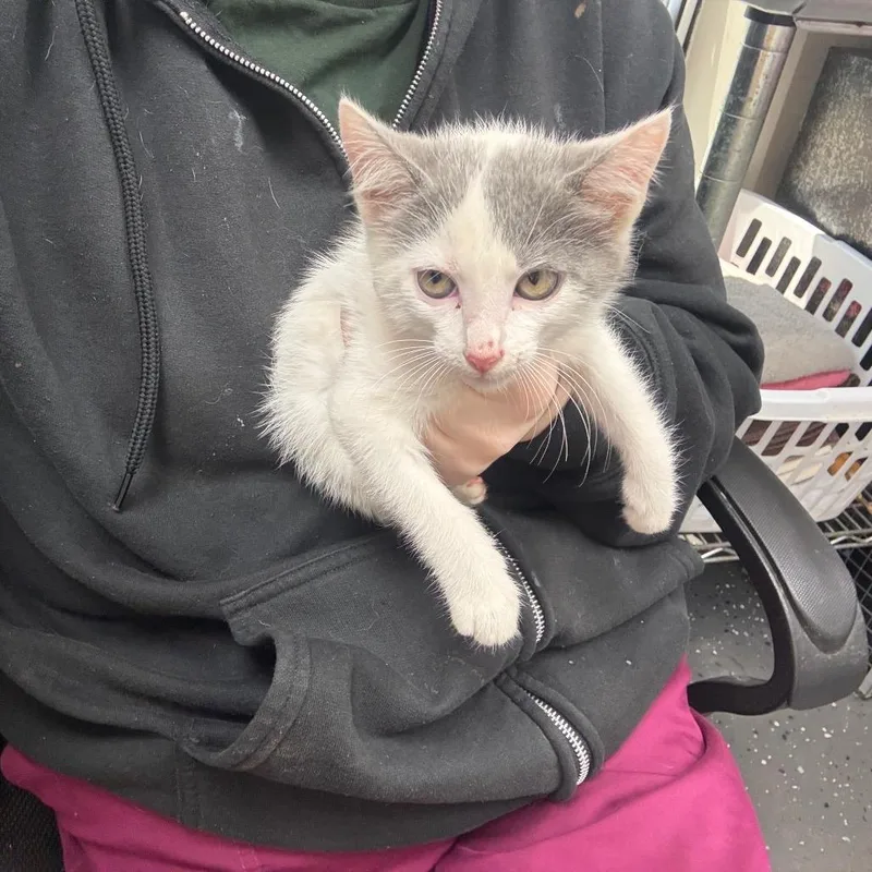 A baby small-sized female Domestic Short Hair cat named Spicy Slurpee for adoption in Columbiana, AL