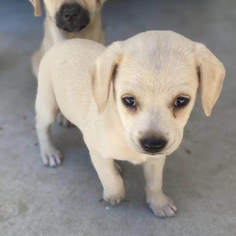 A baby medium-sized male Yellow / Tan / Blond / Fawn Labrador Retriever dog named Waffle for adoption in Escondido, CA