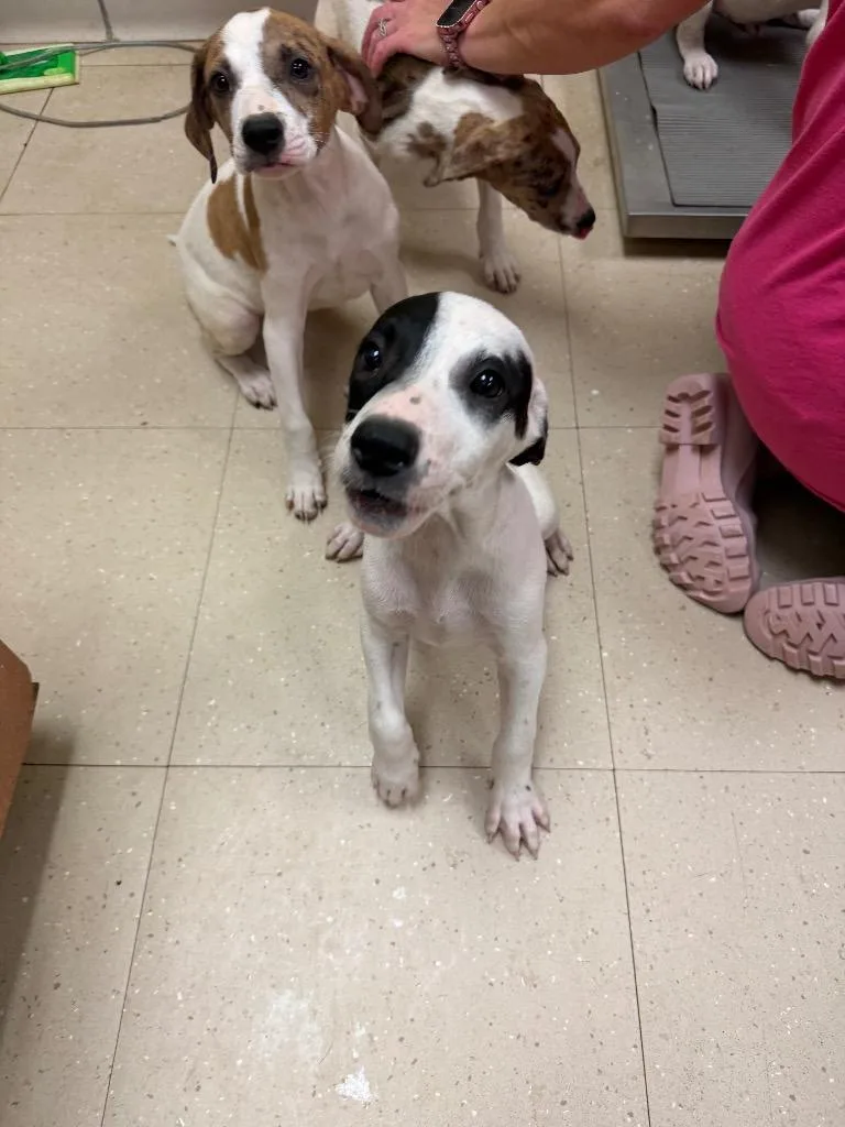A baby small-sized male Cattle Dog dog named Spot for adoption in Bossier City, LA