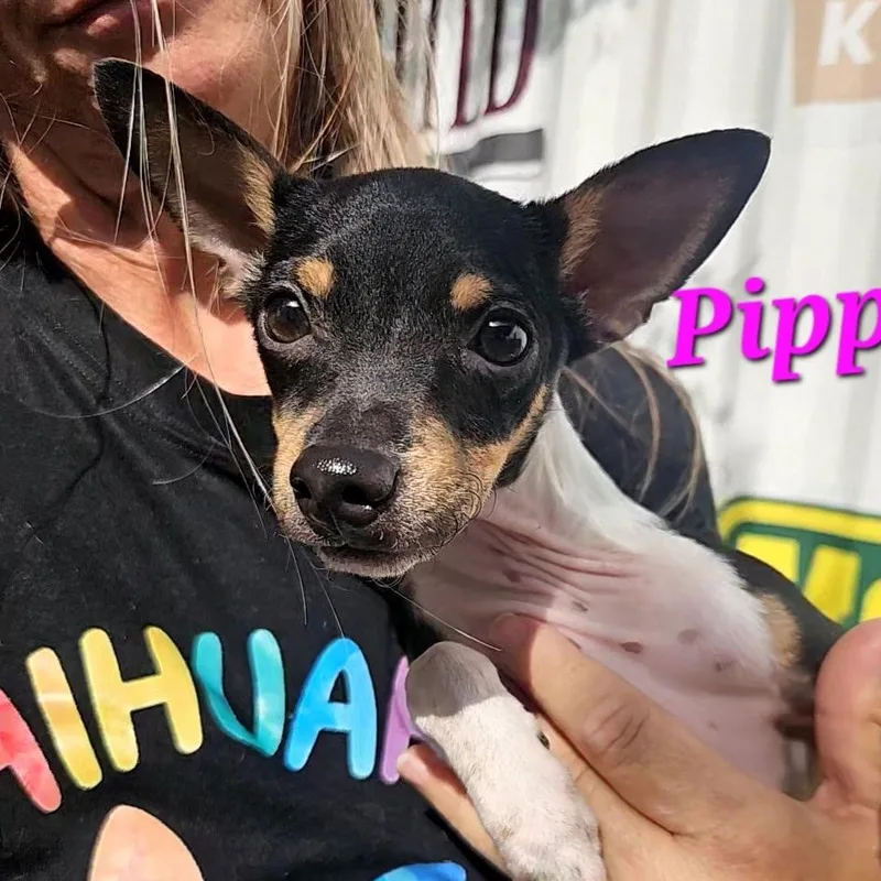 A baby small-sized female Tricolor (Brown, Black, & White) Miniature Pinscher dog named Pippa for adoption in CORPUS CHRISTI, TX
