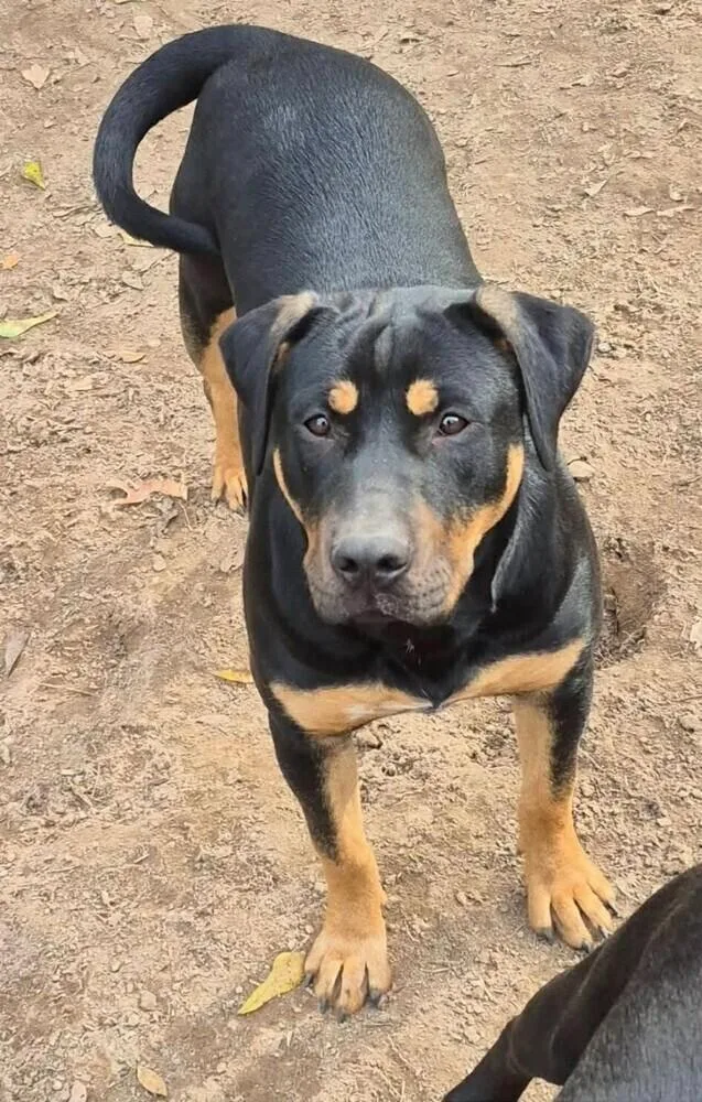 Mitzi