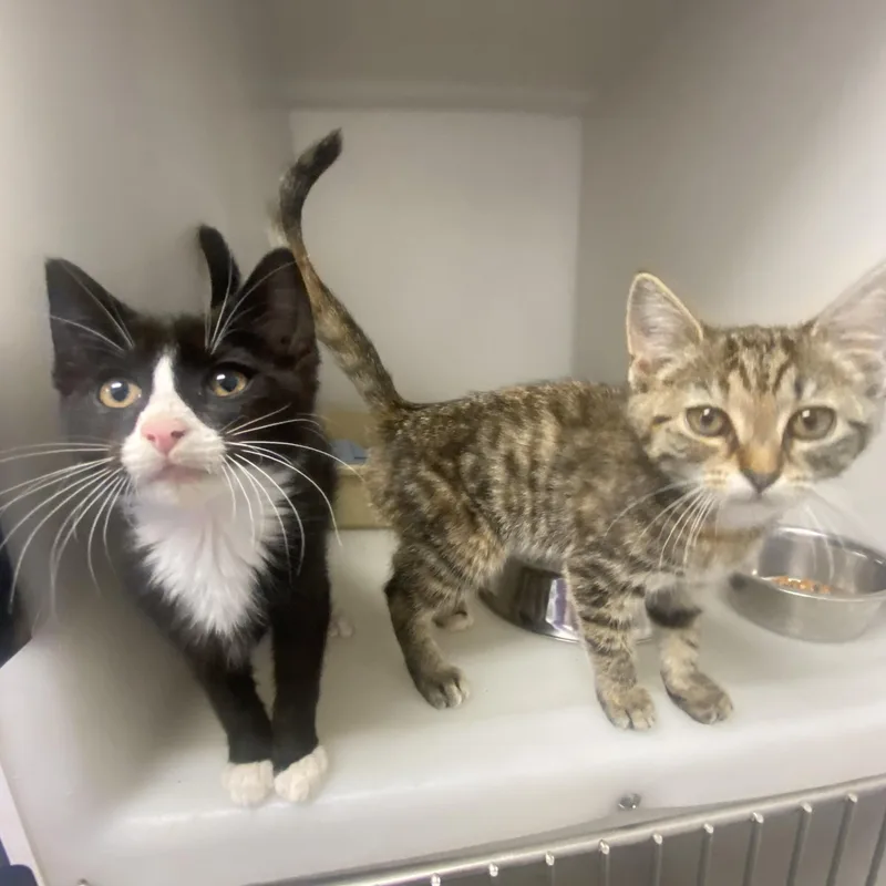 A baby small-sized male Black & White / Tuxedo Domestic Short Hair cat named Coke And Pepsi for adoption in King George, VA