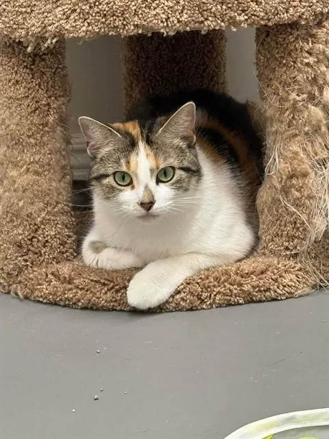 A young medium-sized female Domestic Short Hair cat named Charlotte for adoption in Saint Peters, MO