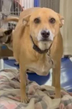 An adult medium-sized female Carolina Dog dog named Sadie for adoption in Wingdale, NY