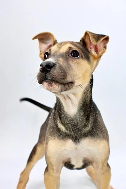 A baby medium-sized female Pit Bull Terrier dog named Lia for adoption in Morton Grove, IL