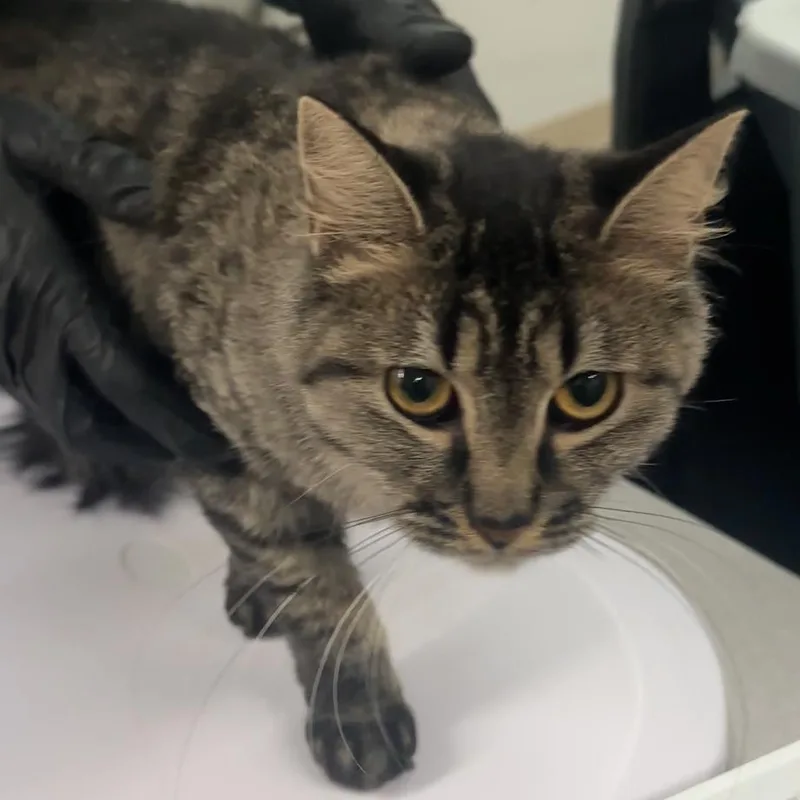 A young large-sized male Gray / Blue / Silver Domestic Short Hair cat named Charlie for adoption in Manhattan, KS