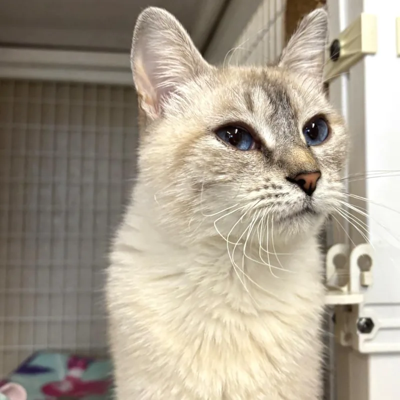 An adult medium-sized female Domestic Short Hair cat named Dixie for adoption in Medford, OR