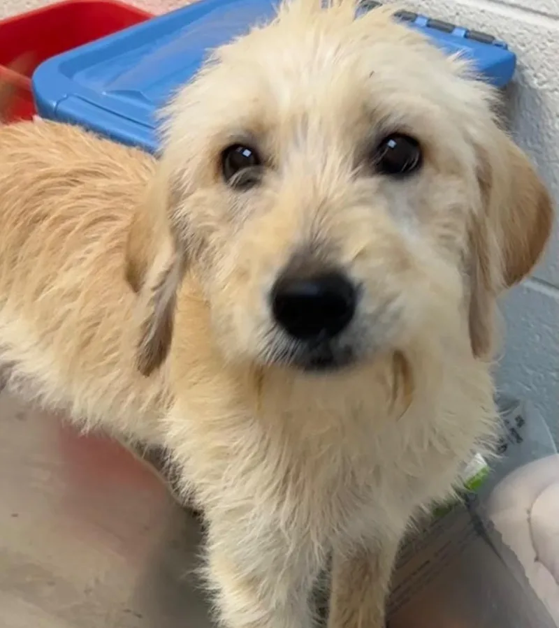A baby small-sized female Poodle dog named Sugar for adoption in Elizabethton, TN