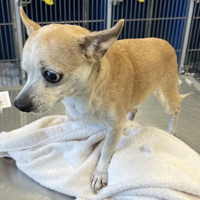 An adult small-sized female Mixed Breed dog named 111062 for adoption in Las Cruces, NM