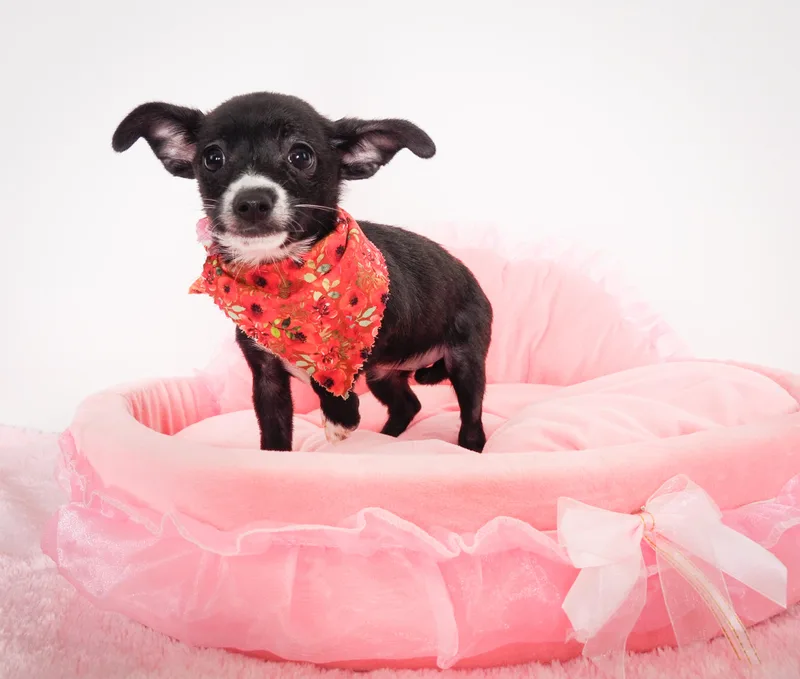 A baby small-sized female Black Chihuahua dog named Chickadee for adoption in PHOENIX, AZ
