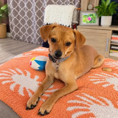 A young small-sized female Brown / Chocolate Chihuahua dog named Bertha for adoption in Coachella, CA