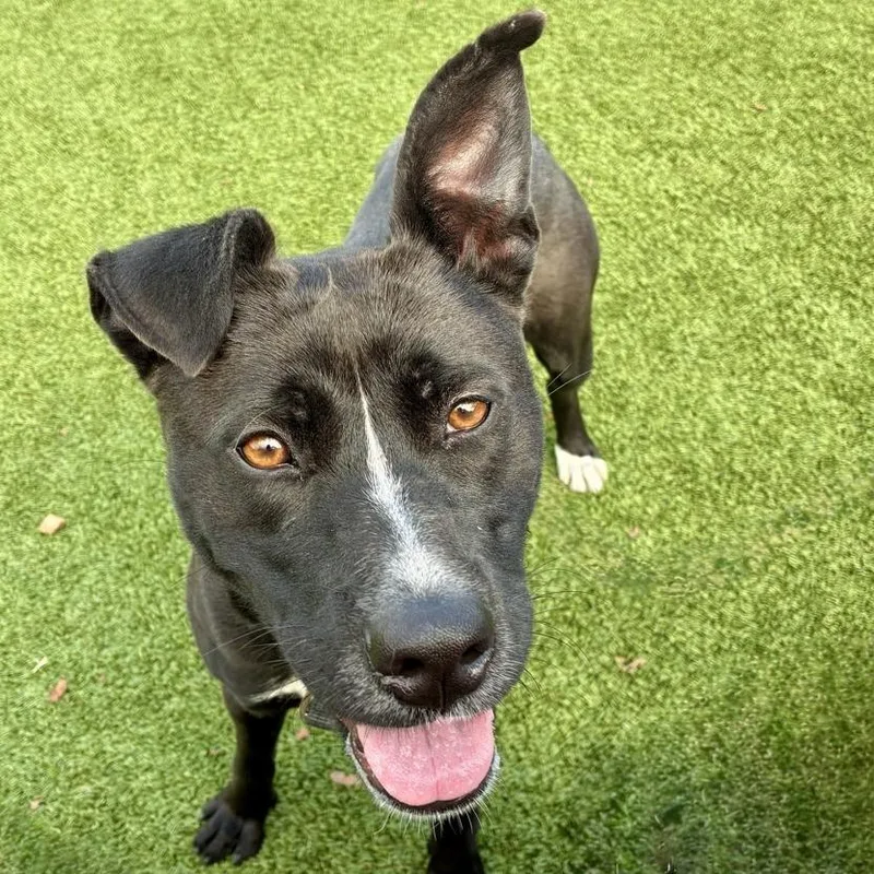 Saucy Pawci thumbnail 2