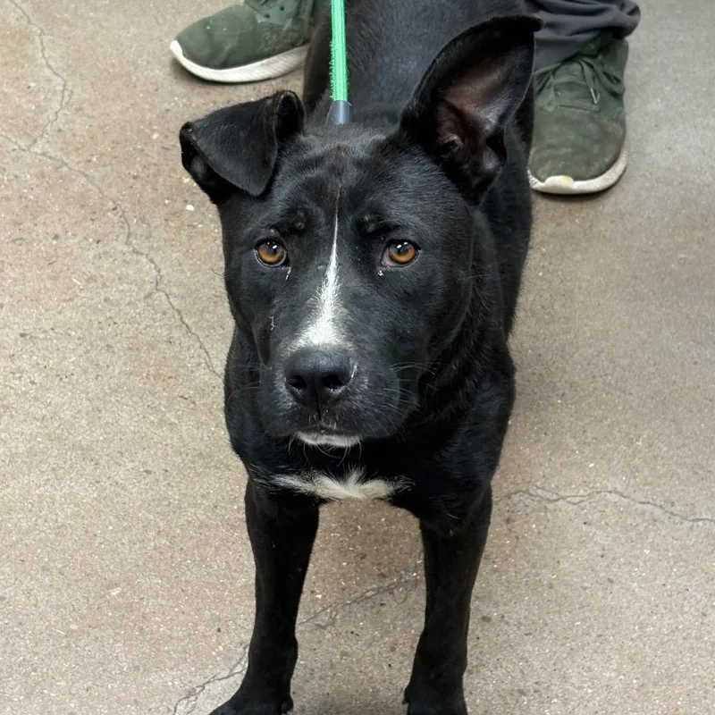 Saucy Pawci thumbnail 4