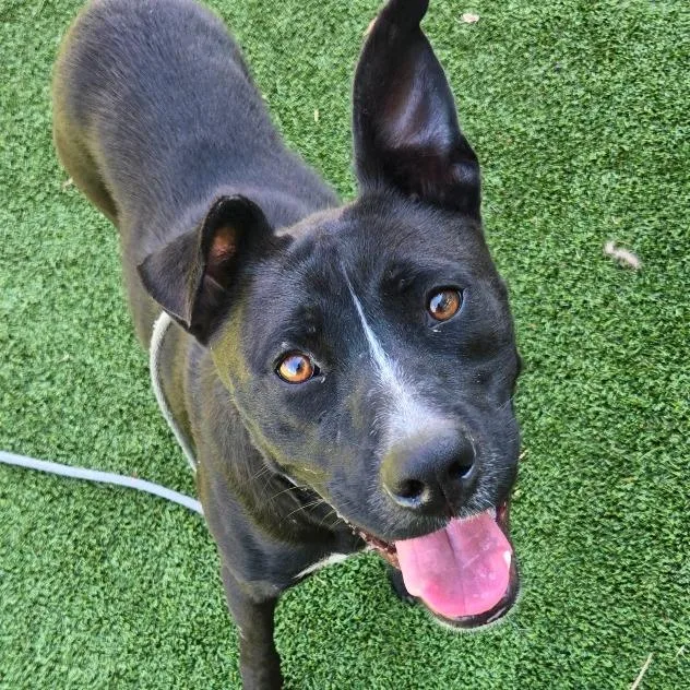 Saucy Pawci thumbnail 5