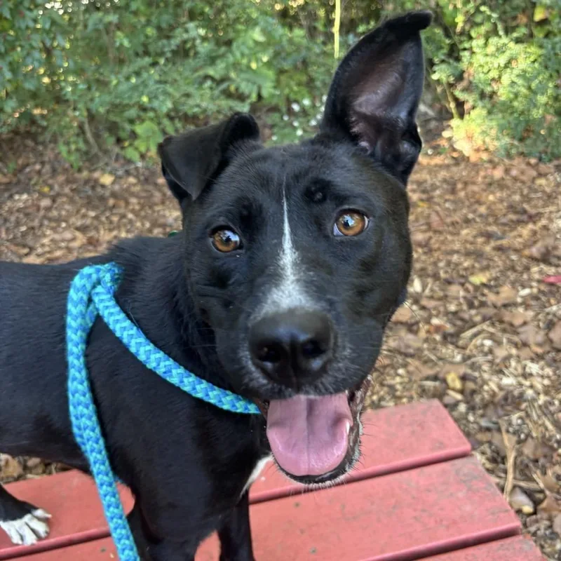 Saucy Pawci thumbnail 6