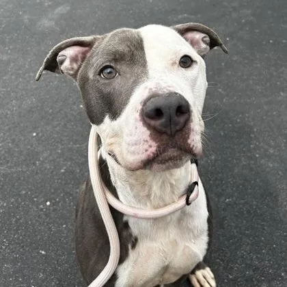 An adult medium-sized male Pit Bull Terrier dog named Ace for adoption in Philadelphia, PA