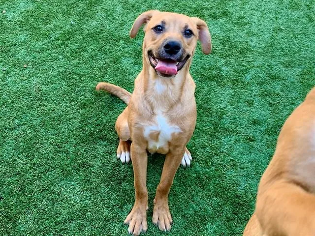 Urgent! Save Me Please!