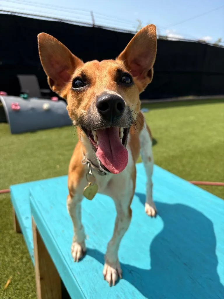 A young small-sized male Jack Russell Terrier dog named Jimothy for adoption in Detroit, MI