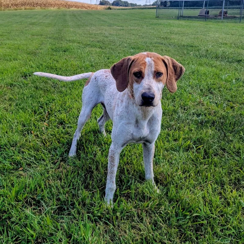 A young small-sized male Red / Chestnut / Orange Bluetick Coonhound dog named Ted Lasso for adoption in Winchester, TN
