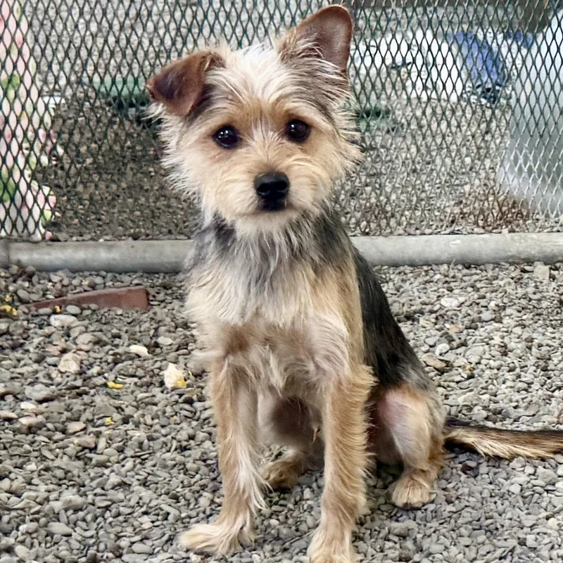 A young medium-sized male Terrier dog named Callum for adoption in Oakland, CA