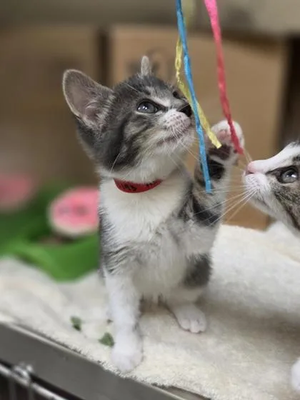 A baby small-sized female Domestic Short Hair cat named Red for adoption in Westland, MI