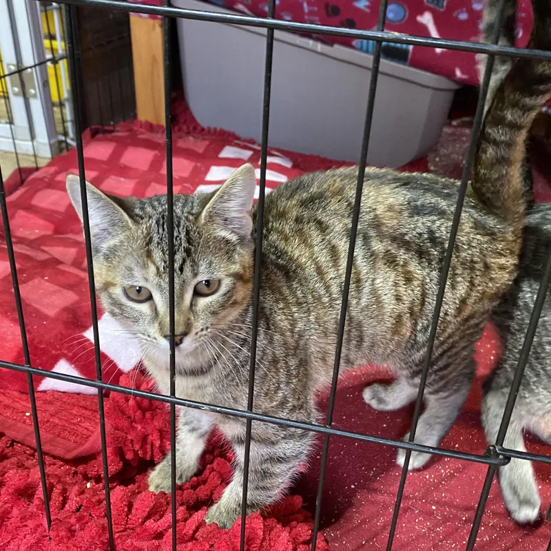 A baby medium-sized female Tabby cat named Window for adoption in Stanwood, WA