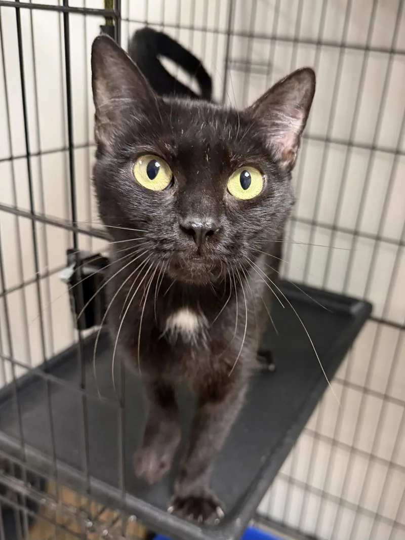 An adult medium-sized female Black Domestic Short Hair cat named Supertramp for adoption in Satellite Beach, FL